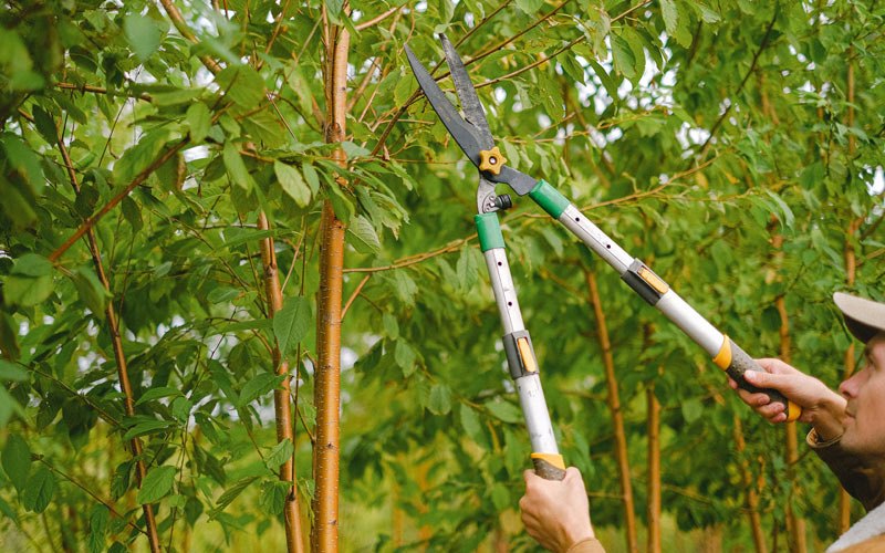Tree trimming in Kaukauna, WI